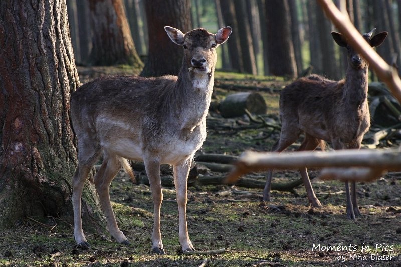 Airsi Blue Volshebny Svet 2010-04-14 (1).JPG